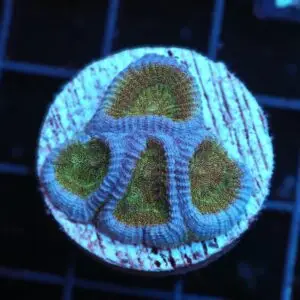 SDC Favia: Blue Skull Favia; Cult