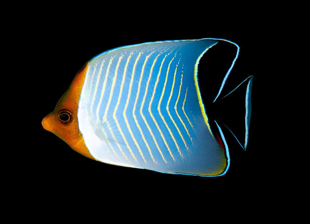 Butterfly: Larvatus; Red Sea