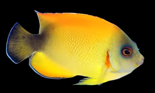 Angel: Blacktail Lemonpeel; Hybrid