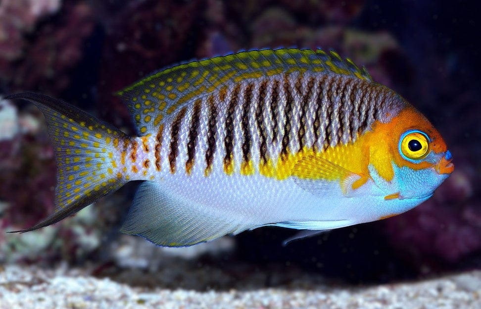 Angel: Japanese Swallow; Male; Fiji