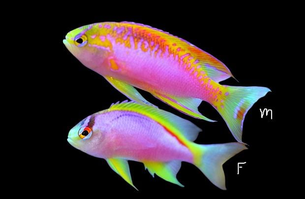 Anthias: Ventralis; Female