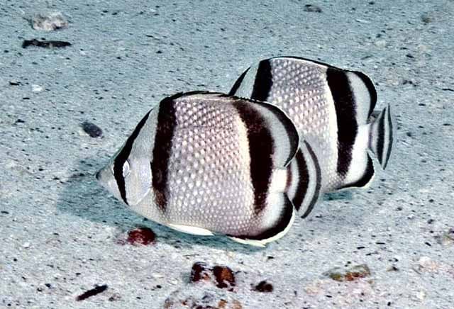 Threebanded Butterflyfish;C.R.