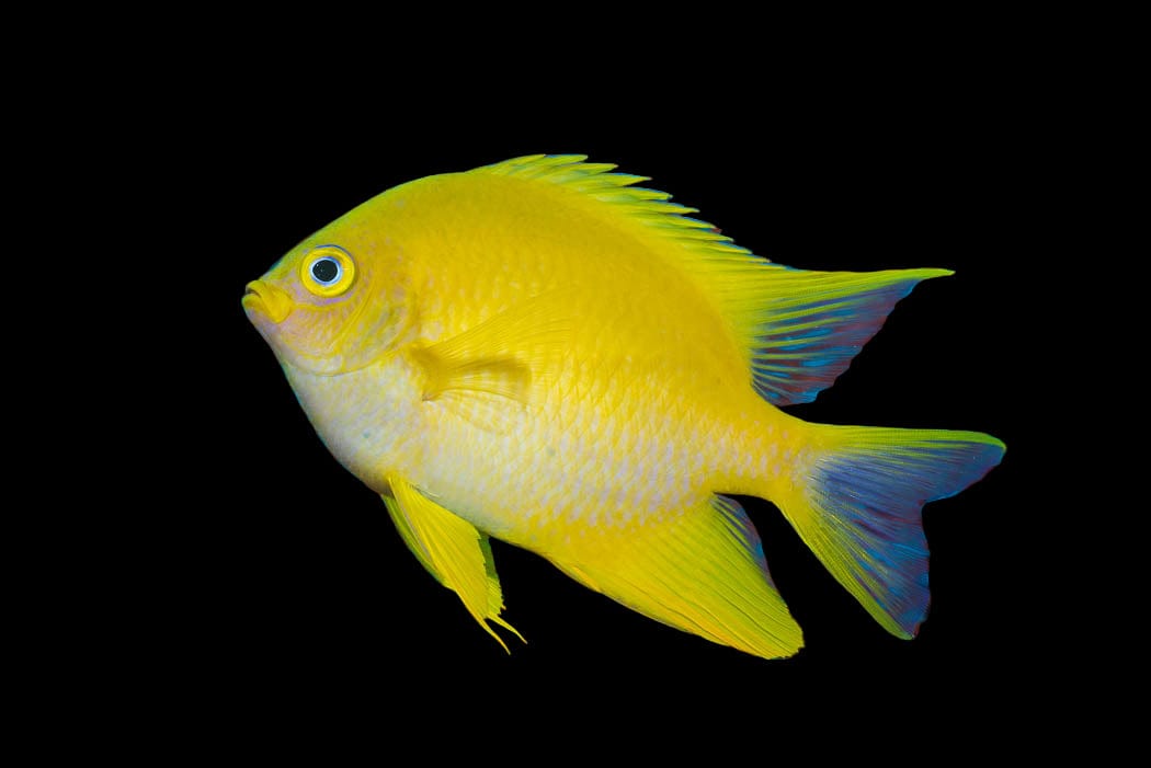 Damsel: Golden; Fiji