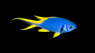 Damsel: Indigo Chromis; Tonga