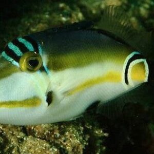 Trigger: Lunula; Tonga