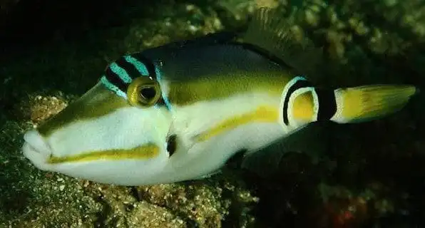 Trigger: Lunula; Tonga