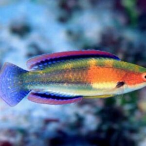 Wrasse: Balteatus Fairy; Male