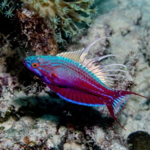 Wrasse: Blue Flasher