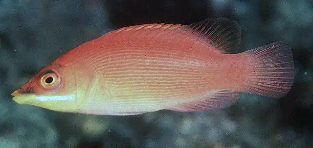 Wrasse: Disappearing