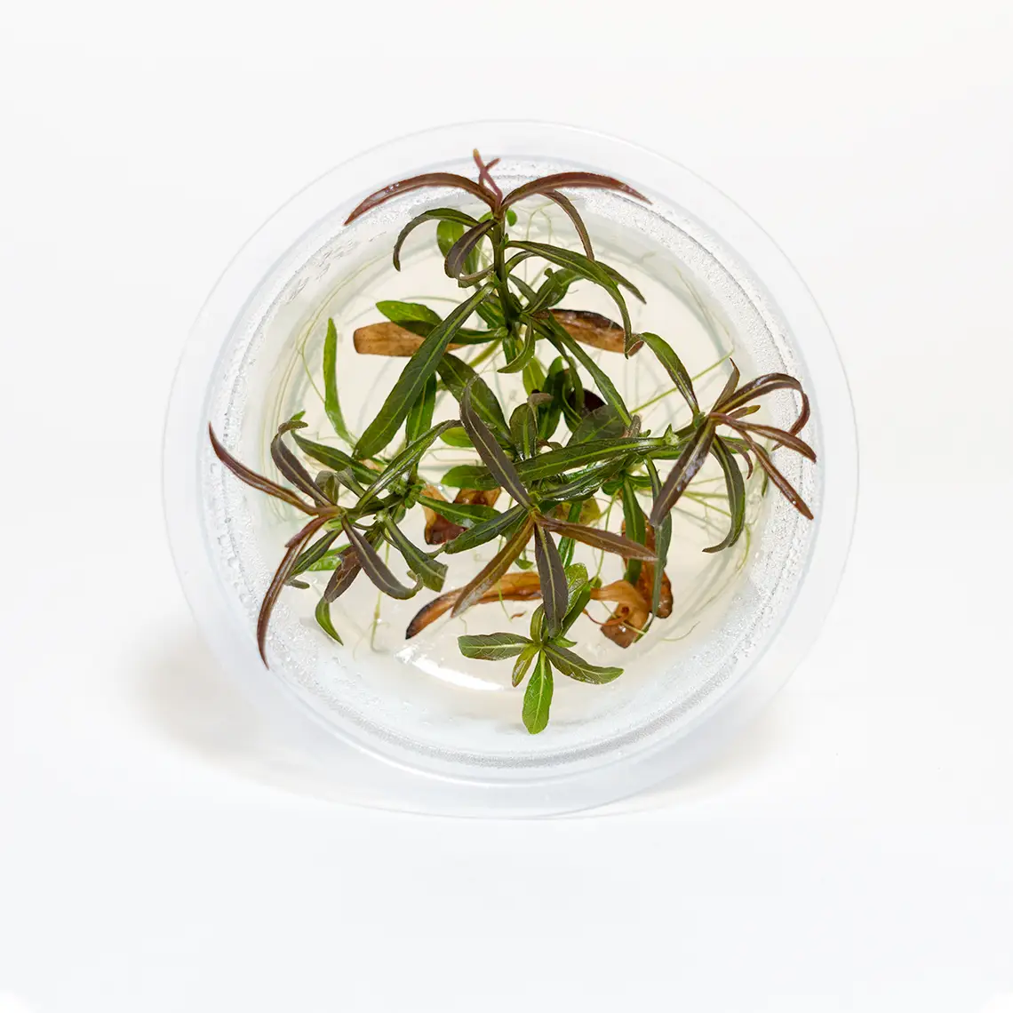 Hygrophila Lancea Araguaia plant in shipping container with red leaves and rooted stems