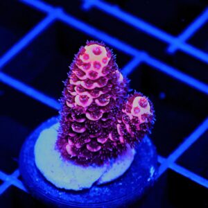 SDC Acro Bubble Yum Cult