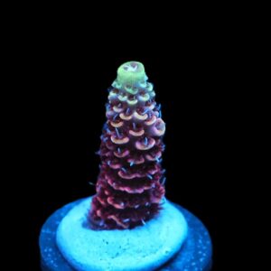 SDC Acro: Donkey Kong Cult