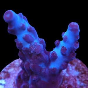 SDC Acro DCR Indo Queen