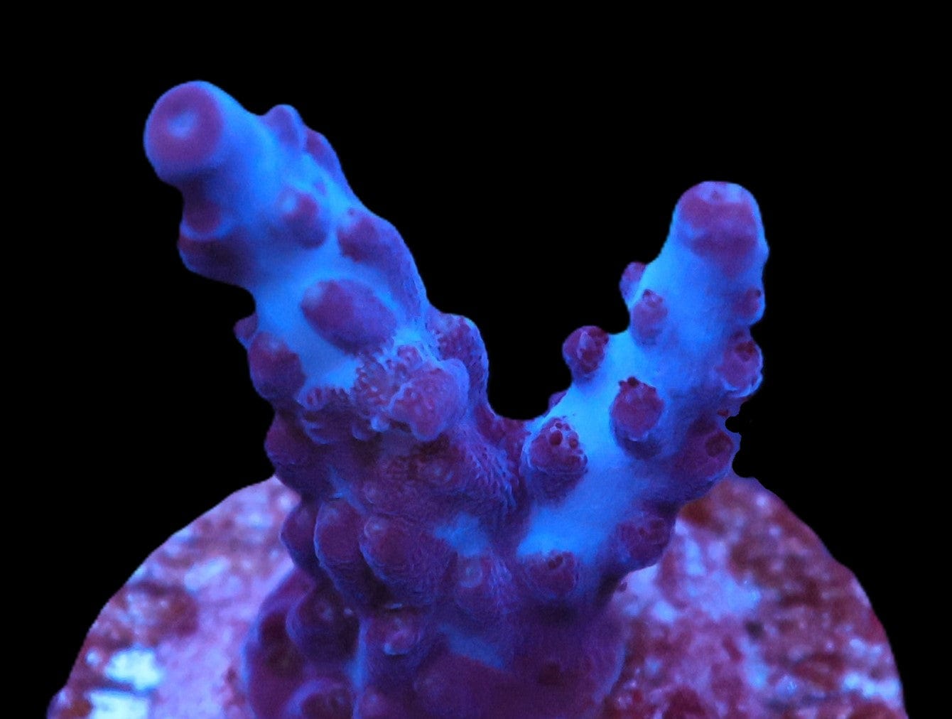 SDC Acro DCR Indo Queen