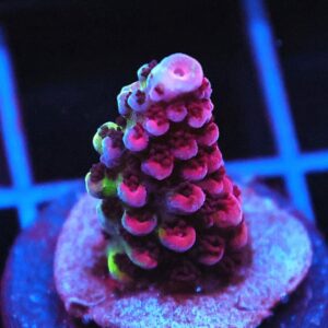 SDC Acro: Purple Planet Cult