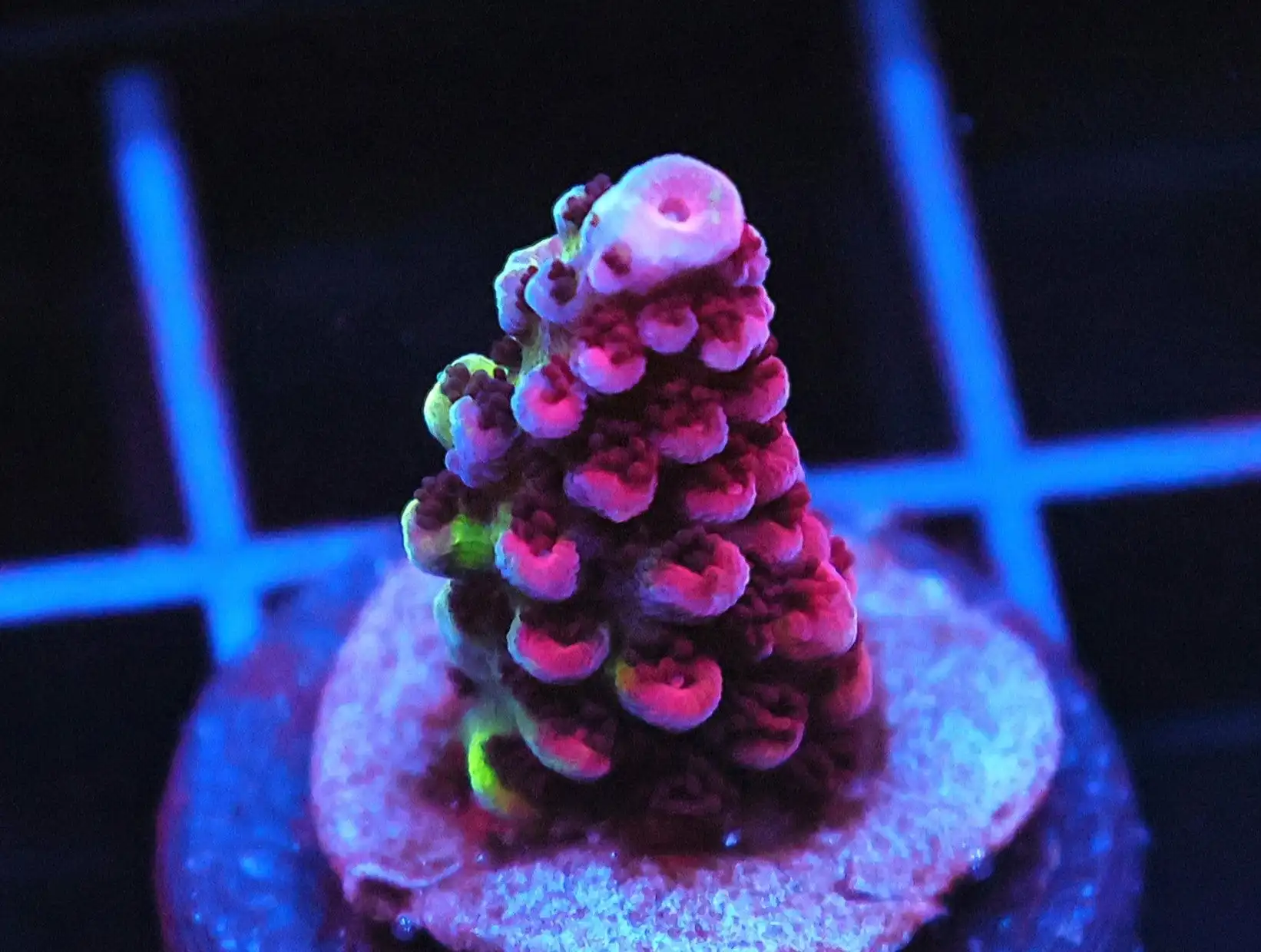 SDC Acro: Purple Planet Cult