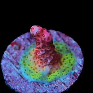 SDC Acro: Supernova Cult