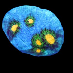 SDC Chalice: Solar Flare Cult