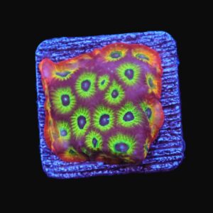 SDC Favites: Sector 001 Cult