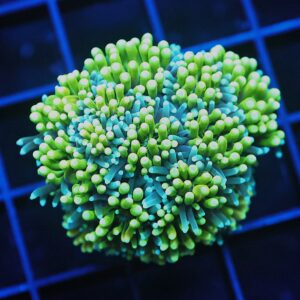 SDC Galaxea: Poison Ivy Cult