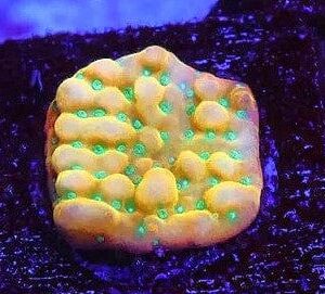 SDC Monti: JF Beach Bum Cult