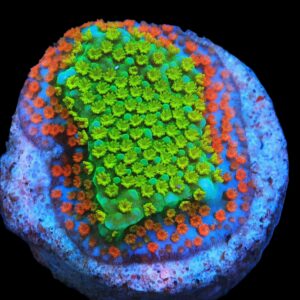 SDC Monti: JF Fruity Pebbles Cult