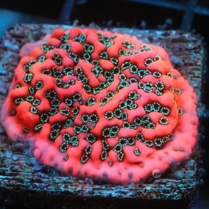 SDC Monti: Megatron Cult