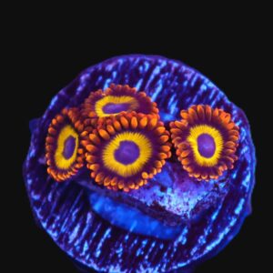 TSA Zoa: Fruit Loops Cult