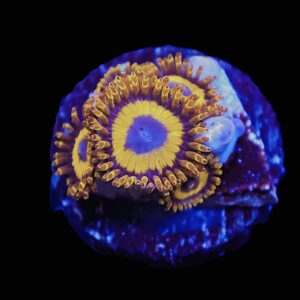 TSA Zoa: LA Lakers Cult