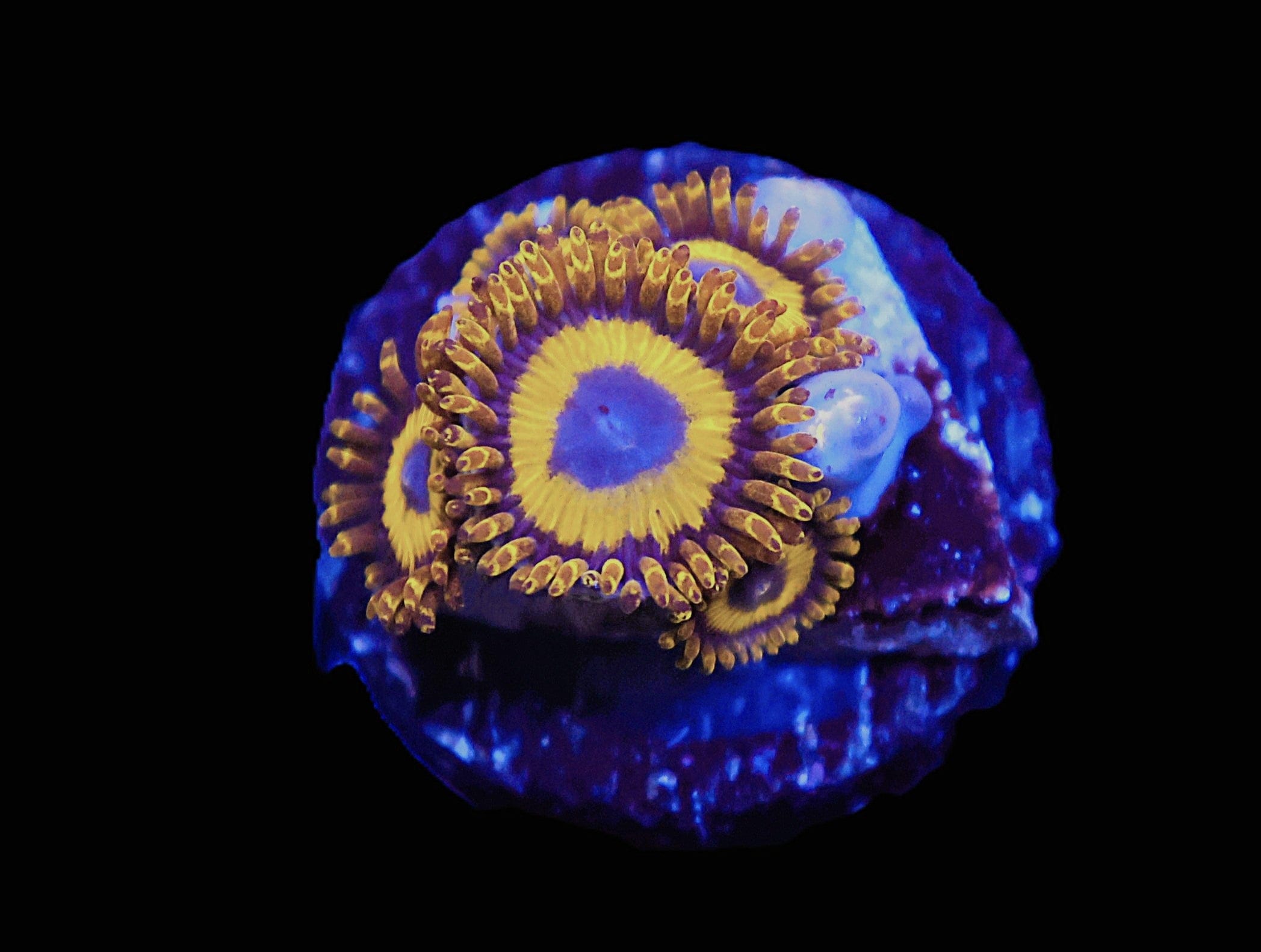 TSA Zoa: LA Lakers Cult