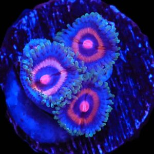 TSA Zoa: Supergirls Cult