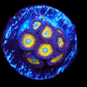 TSA Zoa: Vulcan Blood Cult