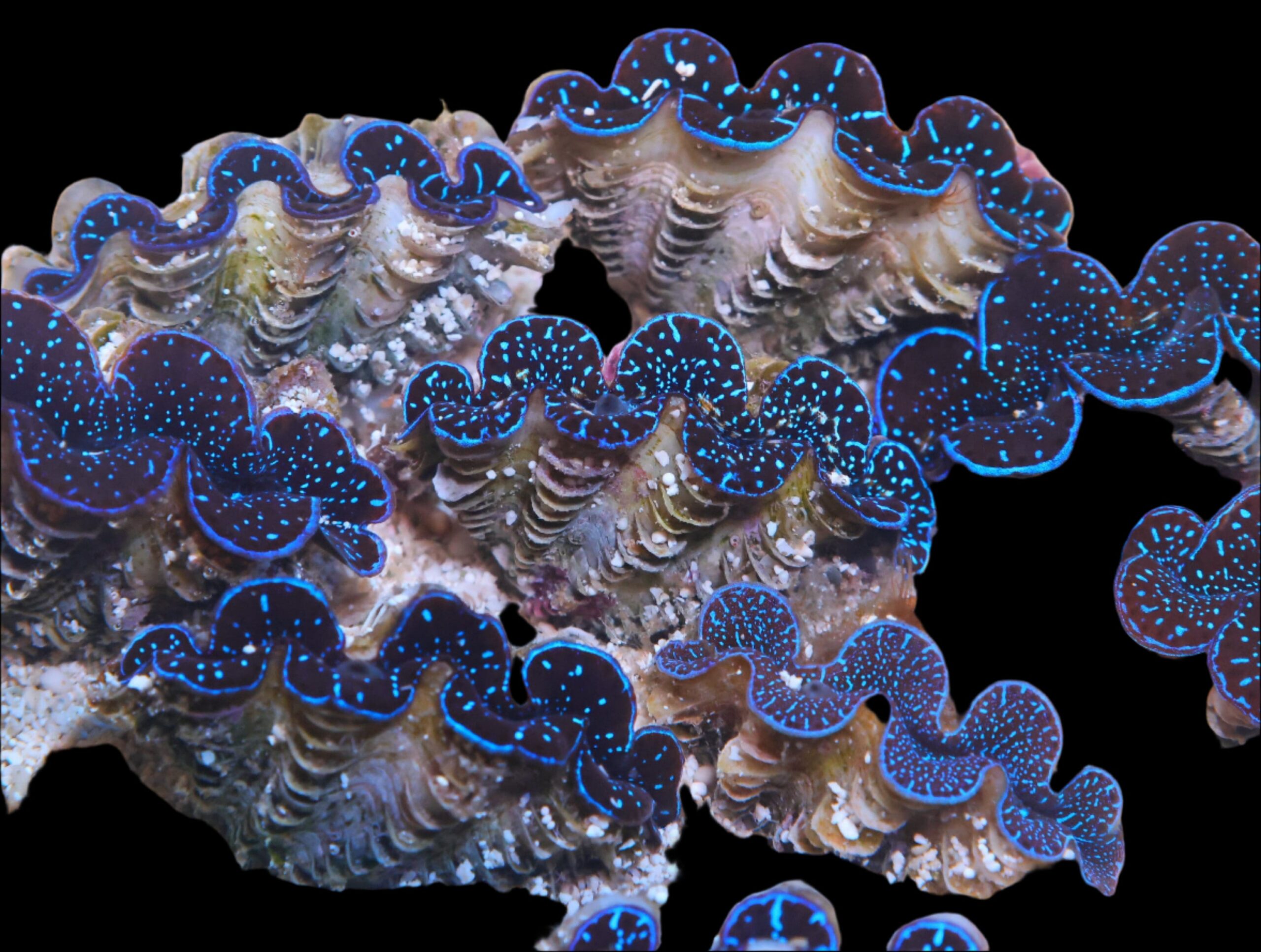 Shellfish: Maxima Clam Ultra Grd Mar T/R