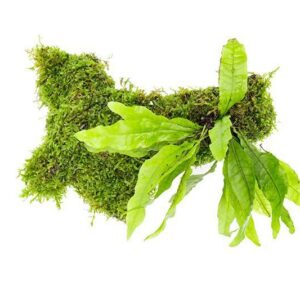 java moss on pterocarpus wood in container live java moss aquarium plant for foreground aquascaping