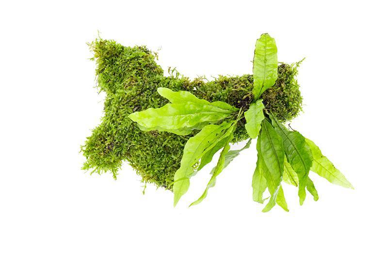 java moss on pterocarpus wood in container live java moss aquarium plant for foreground aquascaping