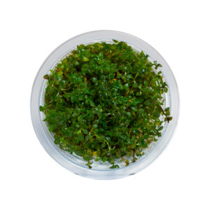 Ludwigia palustris super red aquarium plant in shipping container for freshwater aquascape delivery