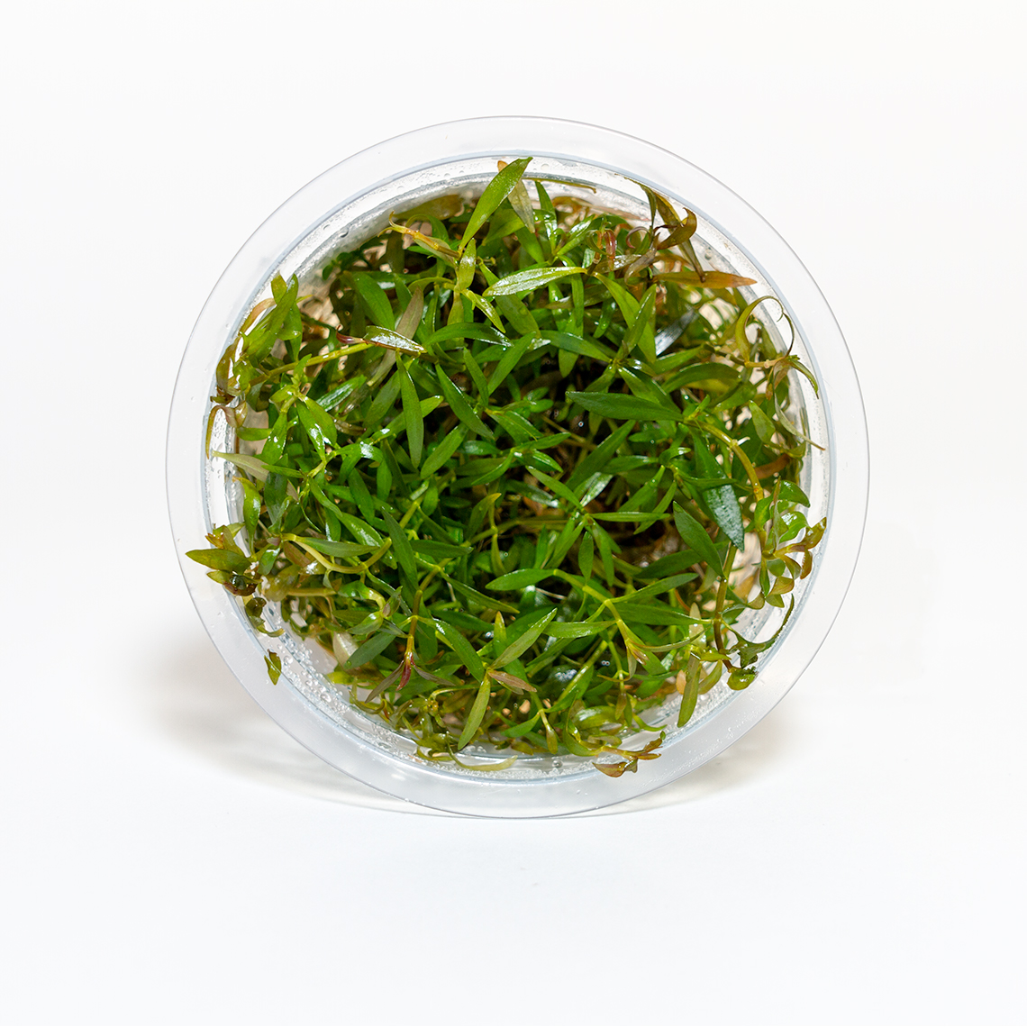 Ludwigia inclinata 'Crystal' in live plant shipping container for freshwater aquascaping