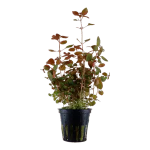 Ludwigia palustris Super Red plant in container for aquarium shipping