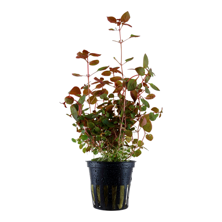 Ludwigia palustris Super Red plant in container for aquarium shipping