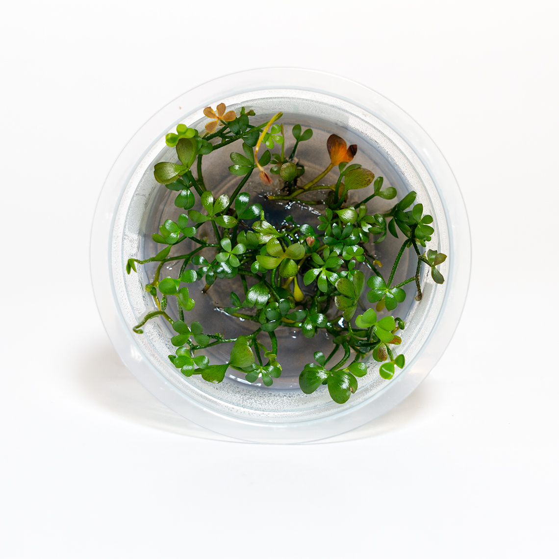 Marsilea angustifolia aquarium plant in shipping container for nano tank or foreground planting