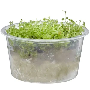 Monte Carlo Micranthemum tweediei aquarium carpet plant in container for shipping