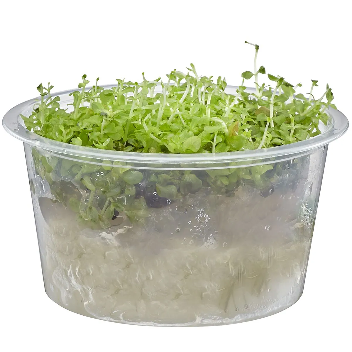 Monte Carlo Micranthemum tweediei aquarium carpet plant in container for shipping