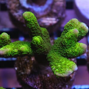 SDC Montipora; Blk Forest Cult