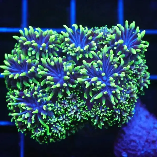 SDC Galaxea; Night Walker Cult