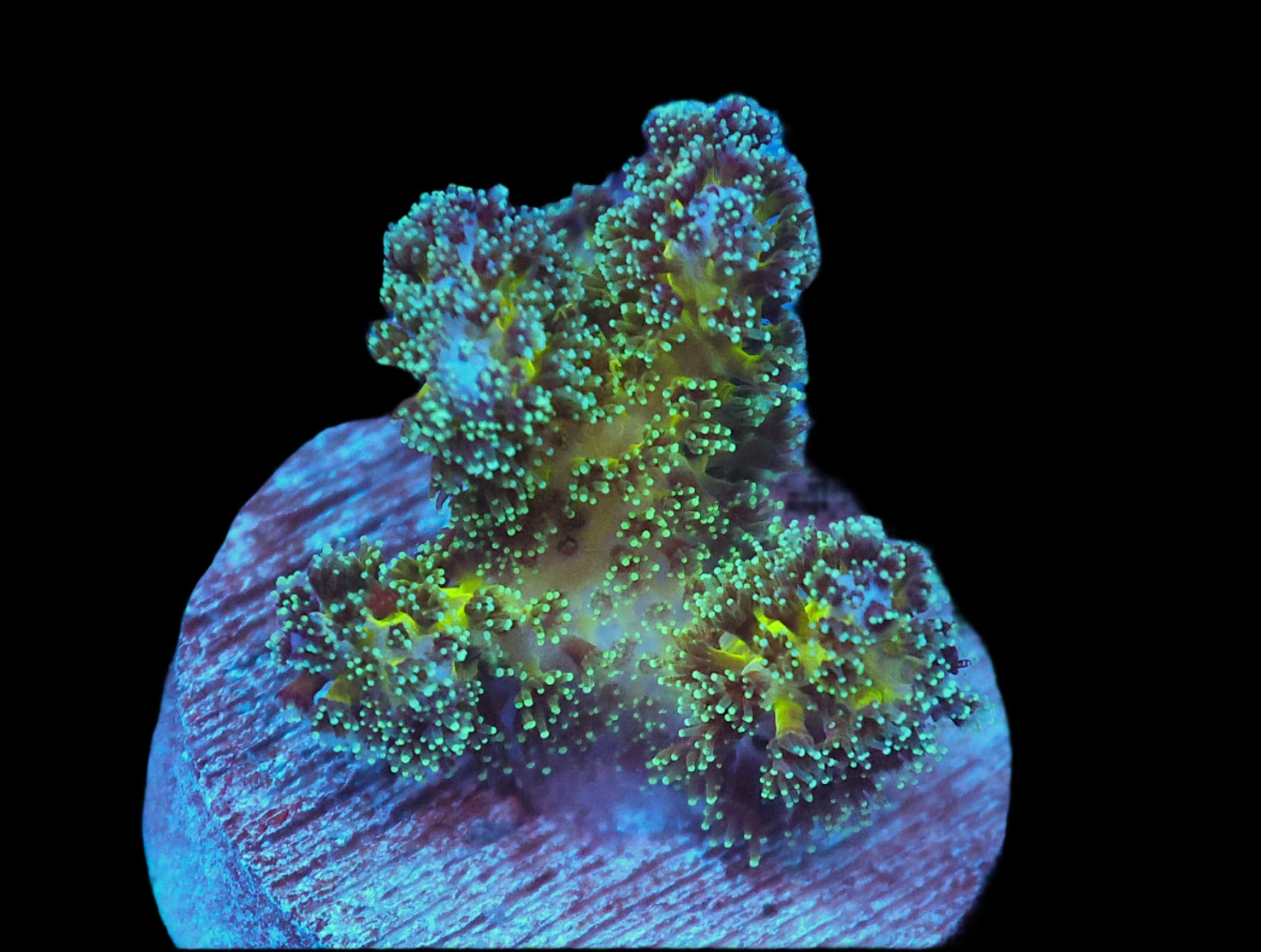 SDC Pocillopora; Pickle Jui