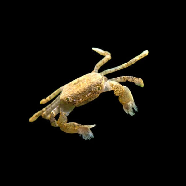 27:Crab Pom Pom Freshwater