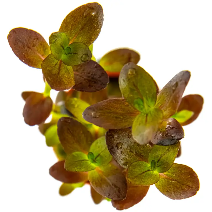 Bacopa salzmannii purple live stem plant shown from above