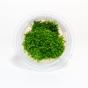 Riccia fluitans moss in plastic shipping container for freshwater aquarium