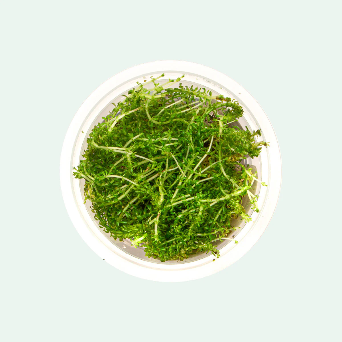 Rotala Bangladesh aquatic plant in shipping container with upright yellow-green stems and healthy growth for aquascaping