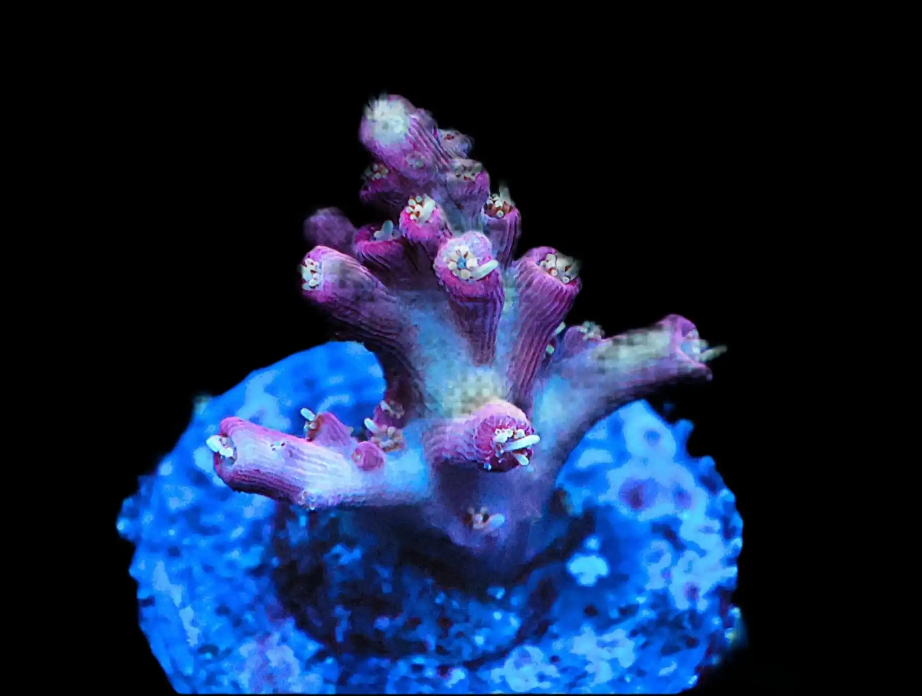 SDC Acropora; Lilac Attack Cu